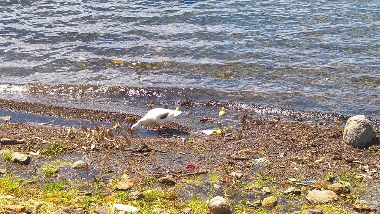 Centro E Spiaggia Ambra Anguillara Sabazia Kültér fotó